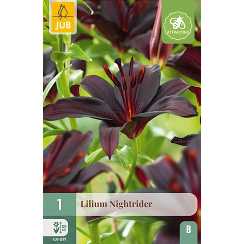 JUB Holland Lilium Nightrider - 1 st.