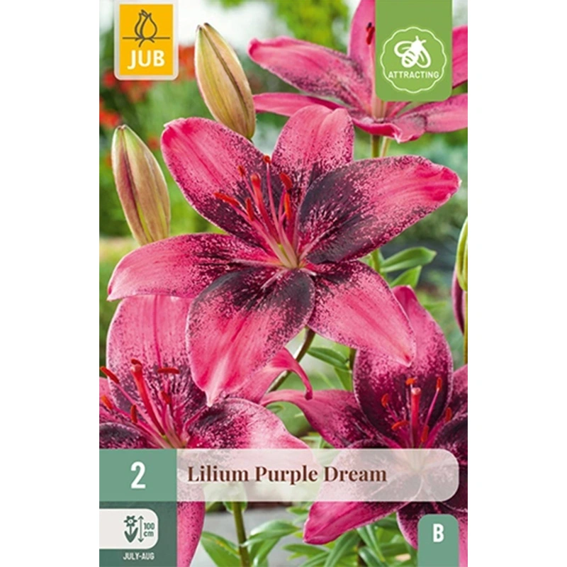 JUB Holland Lilium Purple Dream - 2 st.