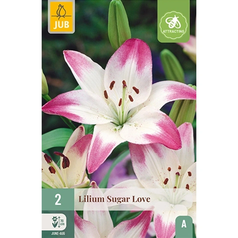 JUB Holland Lilium Sugar Love - 2 st.