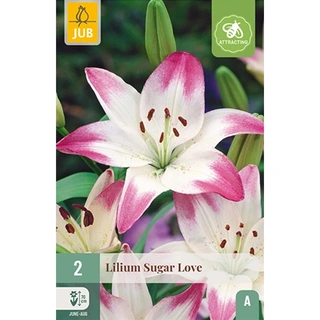 JUB Holland Lilium Sugar Love - 2 st. | De Boet