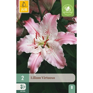 JUB Holland Lilium Virtuoso - 2 st.