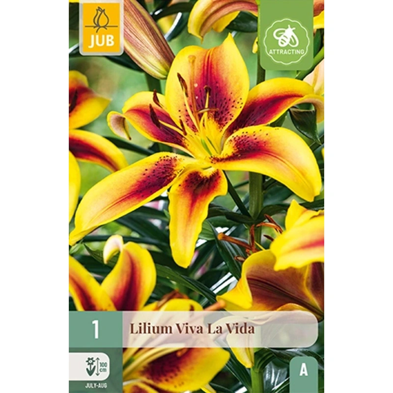 JUB Holland Lilium Viva La Vida - 1 st.