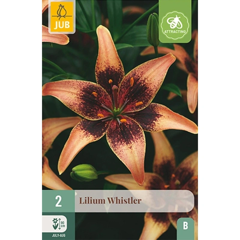 JUB Holland Lilium Whistler - 2 st.