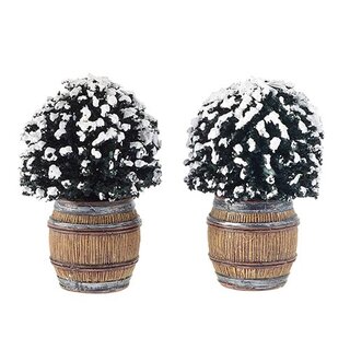 Luville Buxus Bush In Barrel
