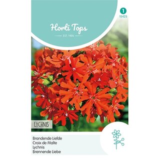 Horti Tops Lychnis, Brandende Liefde - afbeelding 1