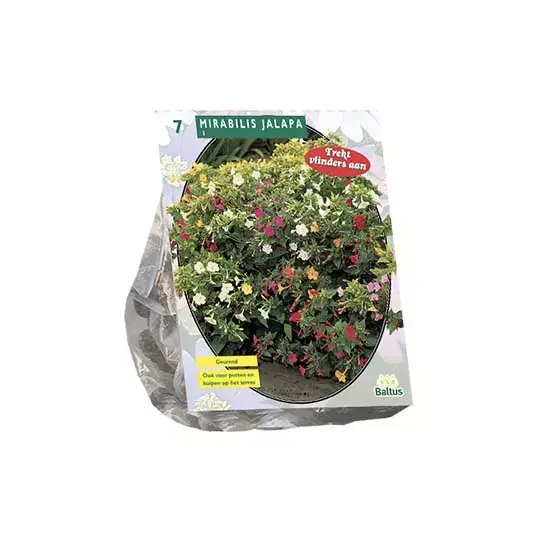 Baltus Mirabilis Jalapa - 7 st.
