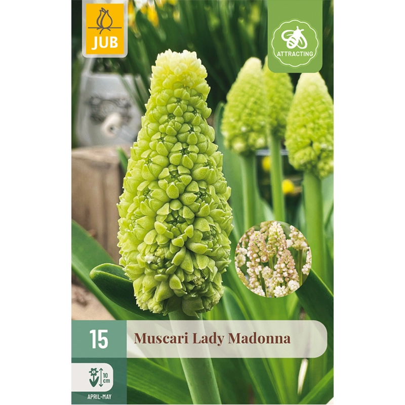 Muscari Lady Madonna 15 st.