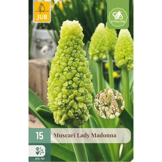 Muscari Lady Madonna 15 st.