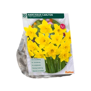 Narcis Carlton 20 st.