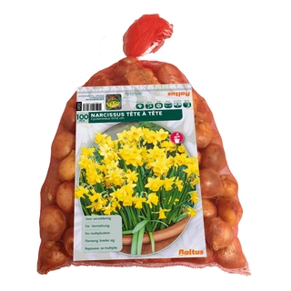 Narcis Mini Tête à Tête 100 st.