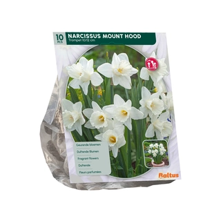 Narcis Mount Hood 10 st.