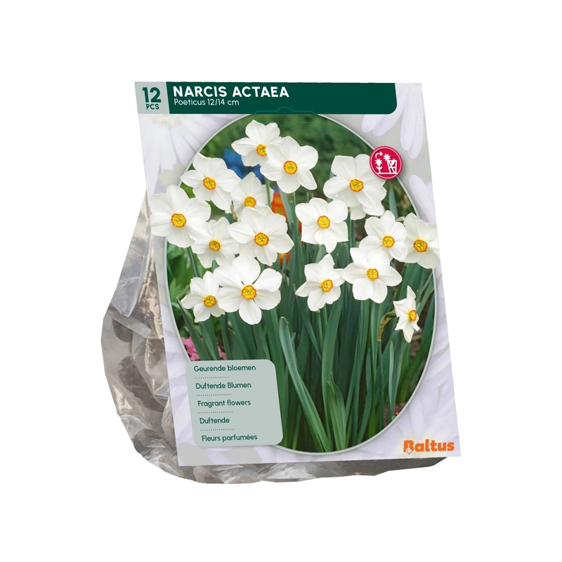 Narcis Actea 12 st.