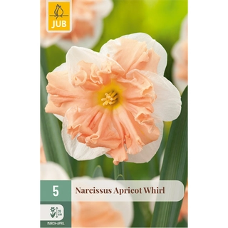 Narcissus Apricot Whirl 5 st.