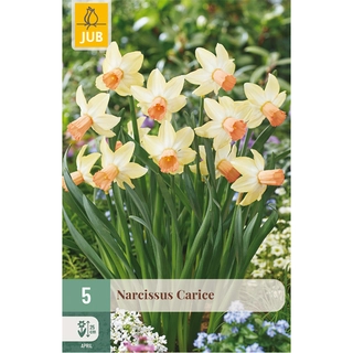 Narcissus Carice 5 st.