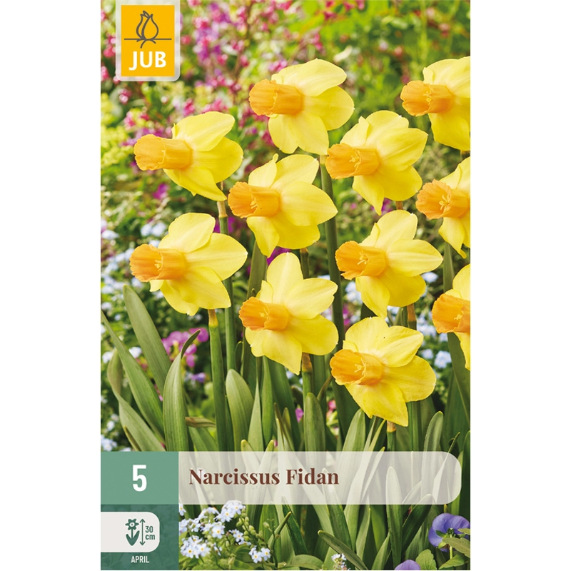 Narcissus Fidan 5 st.