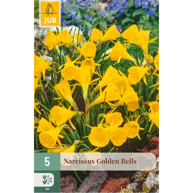Narcissus Golden Bells 5 st.