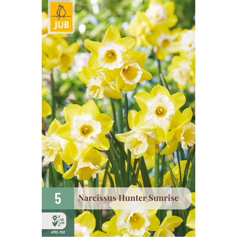 Narcissus Hunter Sunrise 5 st.