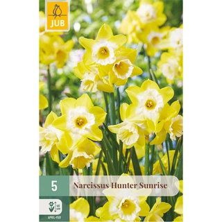 Narcissus Hunter Sunrise 5 st.