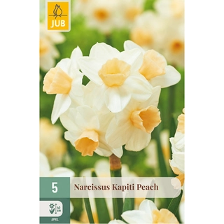 Narcissus Kapiti Peach 5 st.
