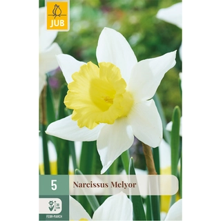 Narcissus Melyor 5 st.