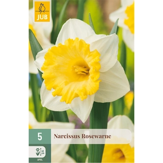 Narcissus Rosewarne 5 st.