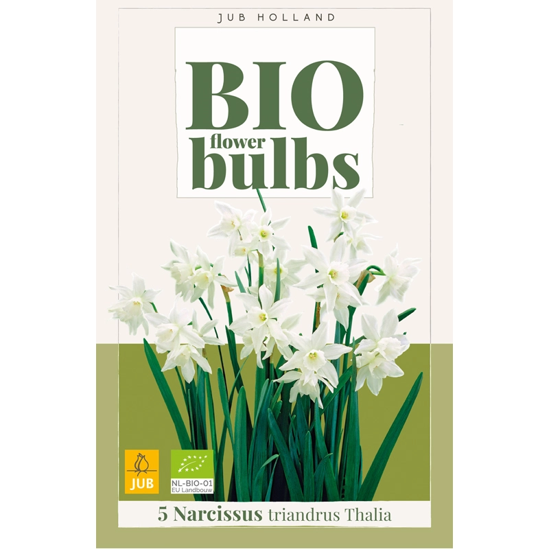 Narcissus Triandrus Thalia Biologisch 5 st.