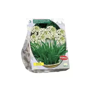 Baltus Ornithogalum Saundersiae - 3 st.