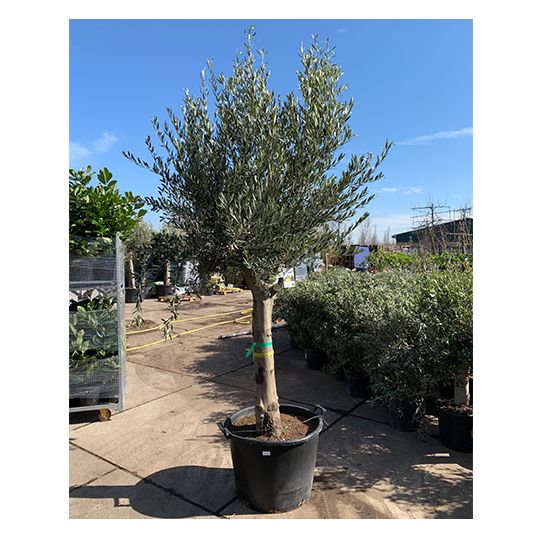 Oude olijfboom