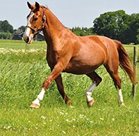 Paarden