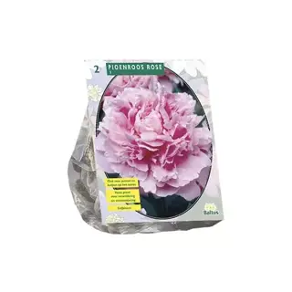 Baltus Paeonia Roze - 2 st.