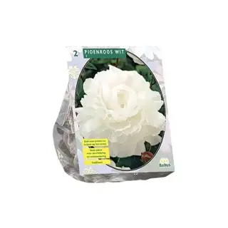 Baltus Paeonia Wit - 2 st.