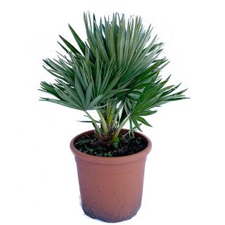 Palm Chamaerops 30 cm