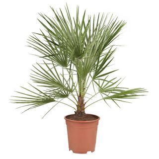 Palm Tranchycarpus 60-70 cm