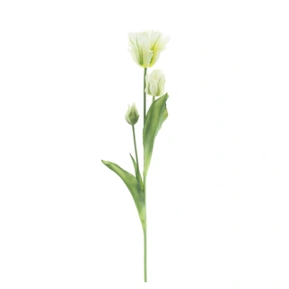 Kunst Parrot Tulp 3x 71 cm - Crème | De Boet