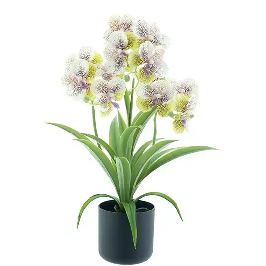 Phalaenopsis orchid in pot green/cream 50 cm