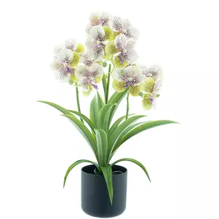 Nova Nature Phalaenopsis orchid in pot green/cream 50 cm