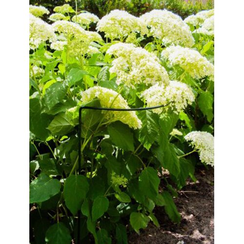 Plantensteun halfrond  70 x 40 cm - afbeelding 2