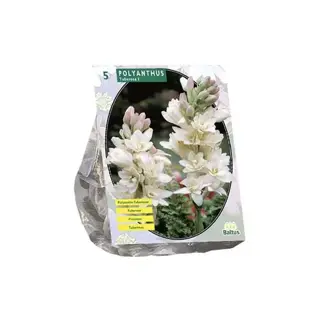Baltus Polyanthus Tuberosa - 5 st.