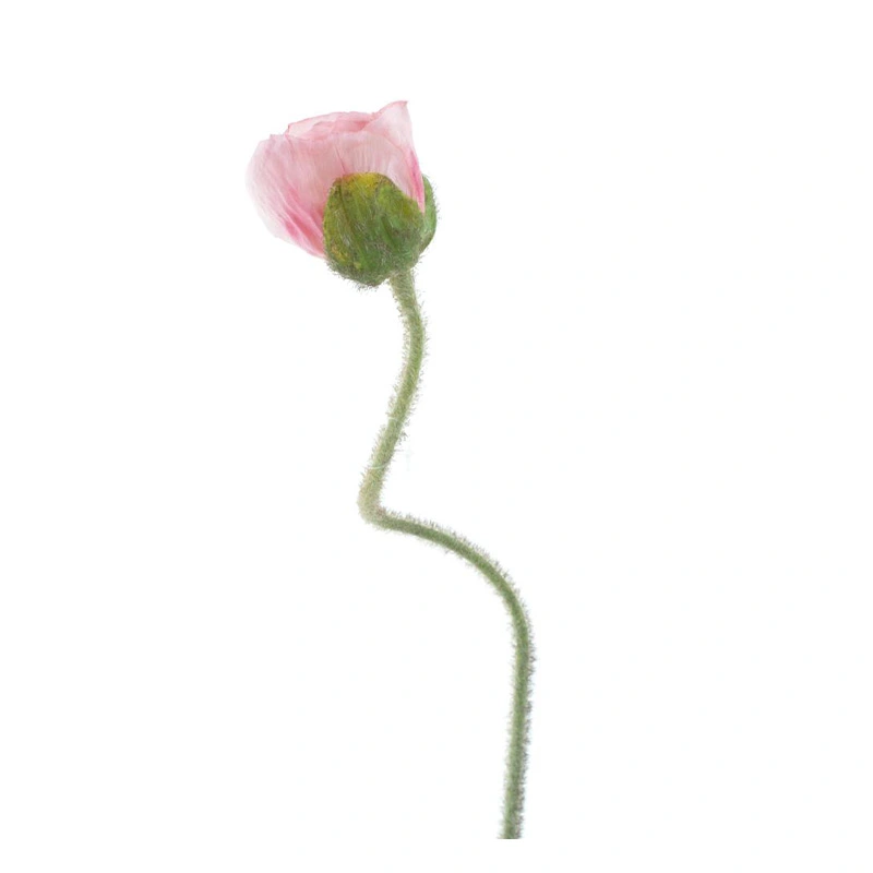 Kunstbloem Poppy Ilse Roze - 69 cm