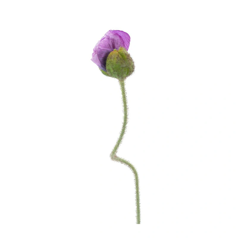 Kunstbloem Poppy Ilse Paars - 69 cm