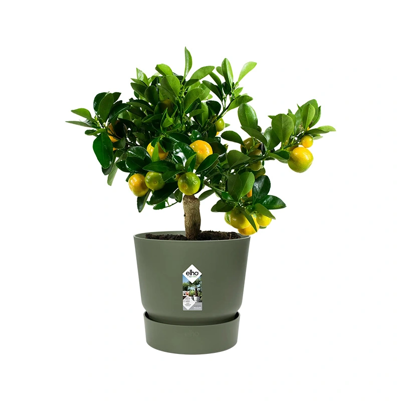 Elho Greenville Pot Ø25 cm - Blad Groen - afbeelding 2