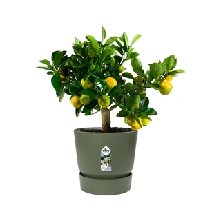 Elho Greenville Pot Ø25 cm - Blad Groen - afbeelding 2