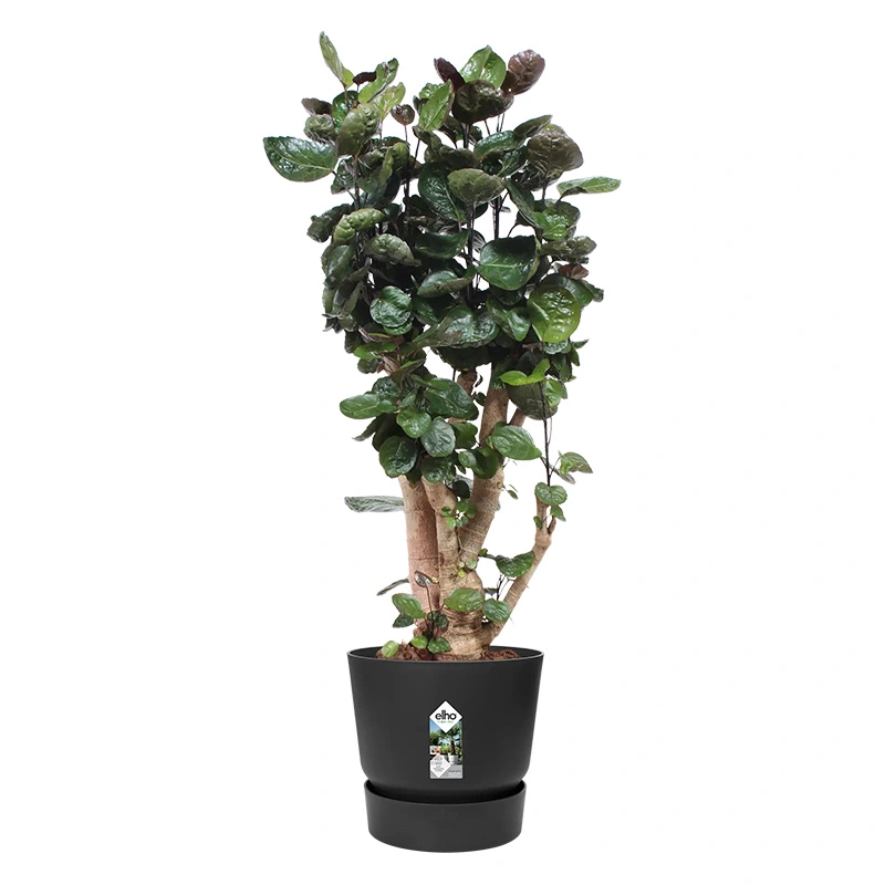 Elho Greenville Pot Ø40 cm - Living Black - afbeelding 2