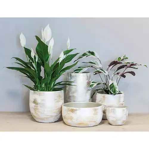 vergeven Verslijten Portugees Floran Pot Madeira Wit/Goud - Ø14x13 cm | Tuincentrum De Boet