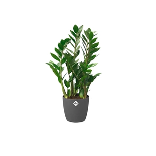 Elho Pot Brussels met wiel Ø35 cm - Antraciet - afbeelding 2