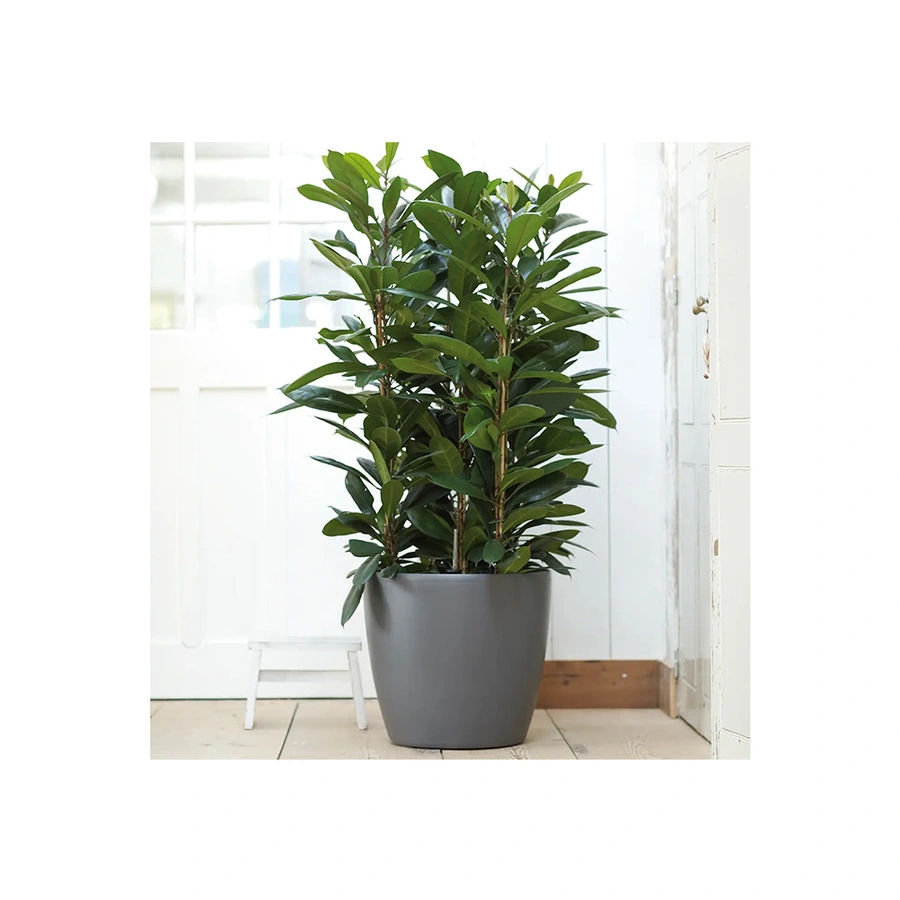 Elho Pot Brussels met wiel Ø35 cm - Antraciet - afbeelding 3