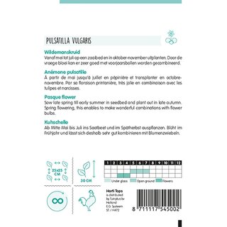 Horti Tops Pulsatilla, Wildemanskruid - afbeelding 2