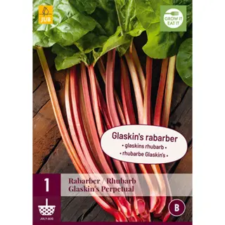 JUB Holland Rheum / Rabarber Glaskins Perpetual - 1 st.