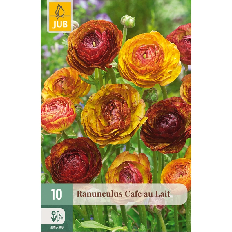 Ranunculus Cafe au Lait 10 st.