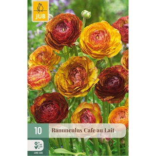 Ranunculus Cafe au Lait 10 st.